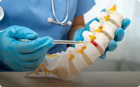 A doctor holds a spine model, pointing at it to illustrate anatomical details.